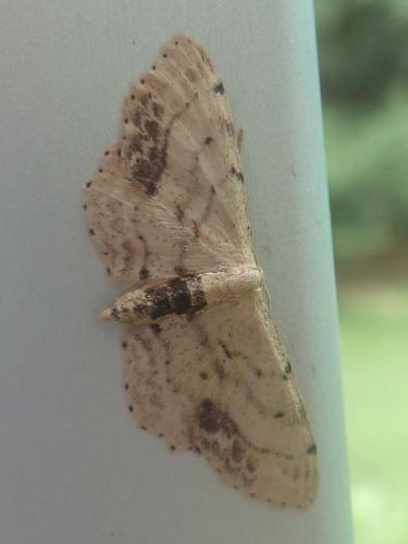 Réf. 186 037 : Idaea dimidiata